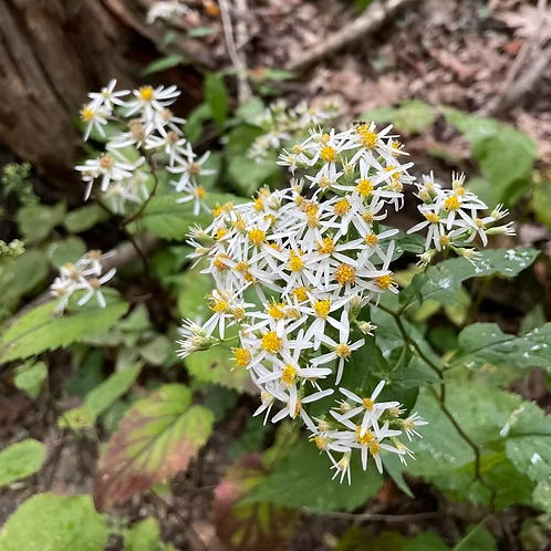 Eurybia Divaricata (White Wood Aster)