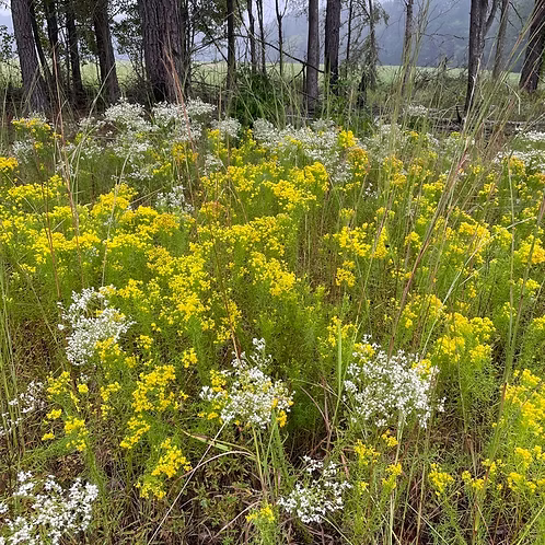 Euthamia Caroliniana (Slender Goldentop)