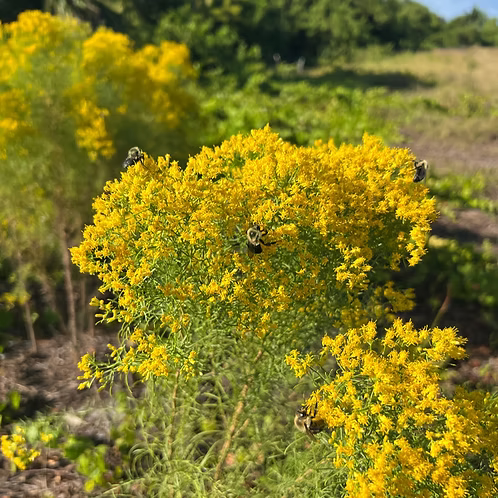 Euthamia Caroliniana (Slender Goldentop)
