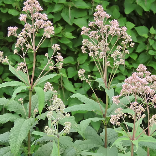 Eutrochium Purpureum (Sweet Joe-Pye Weed)