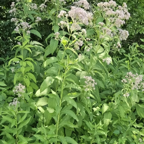 Eutrochium Purpureum (Sweet Joe-Pye Weed)