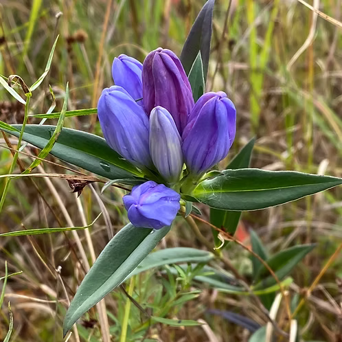 Gentiana Saponaria (Soapwort Gentian)