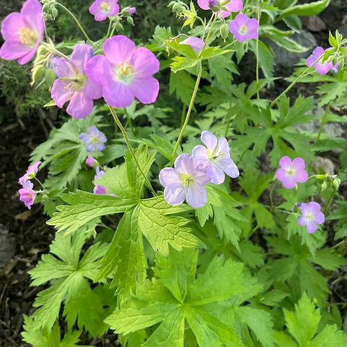Geranium Maculatum (Wild Geranium)