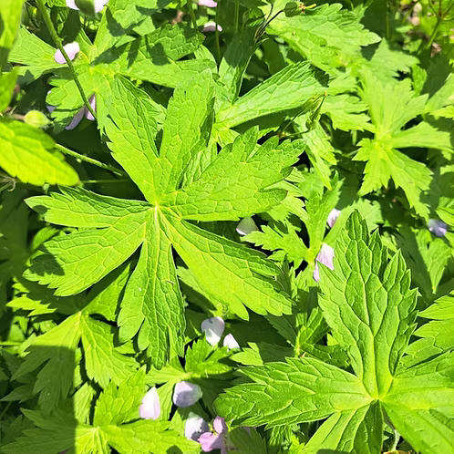 Geranium Maculatum (Wild Geranium)