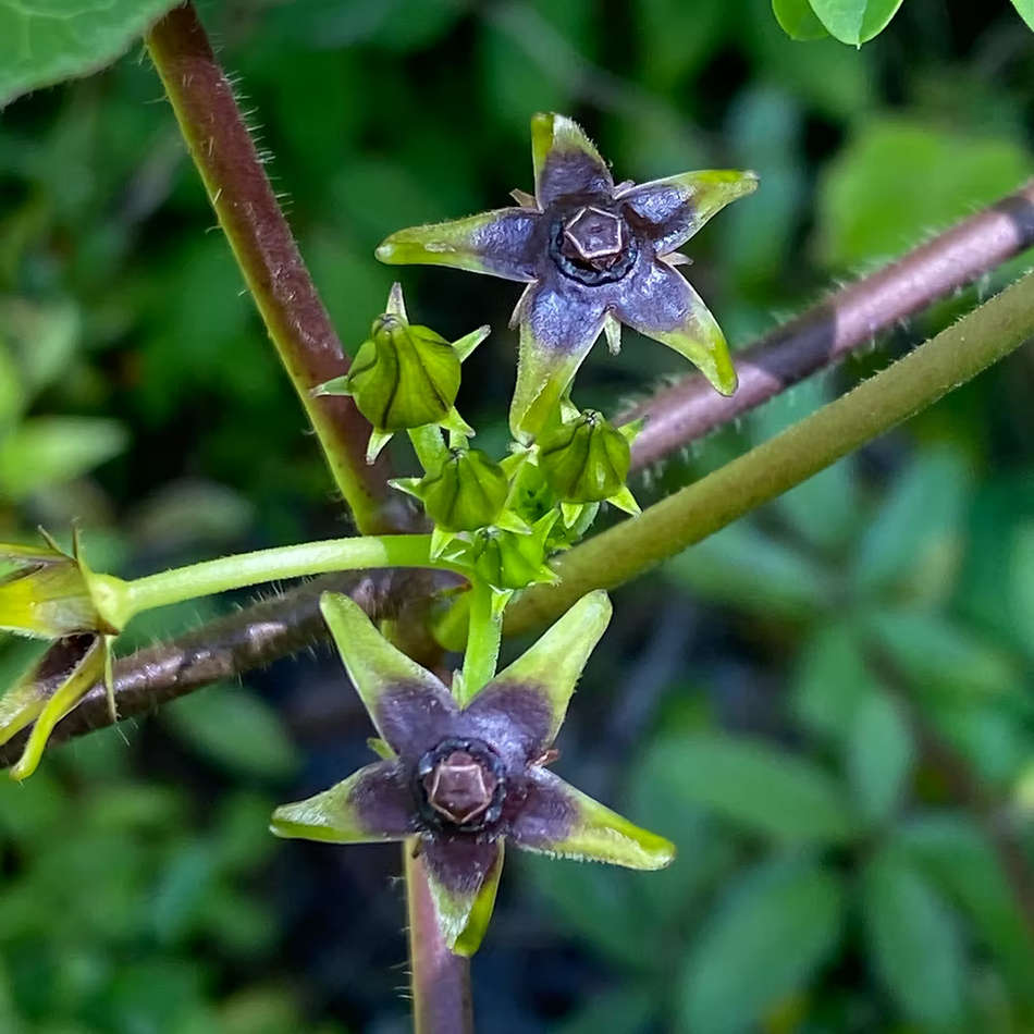 Gonolobus Suberosus (Anglepod Milkvine) Seed Packet