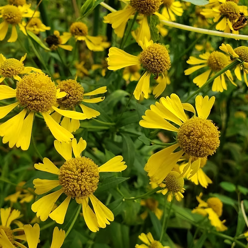 Helenium Autumnale (Common Sneezeweed)