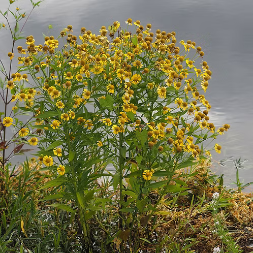 Helenium Autumnale (Common Sneezeweed) Seed Packet
