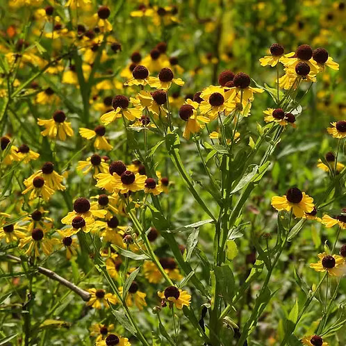 Helenium Flexuosum (Purple-Headed Sneezeweed)