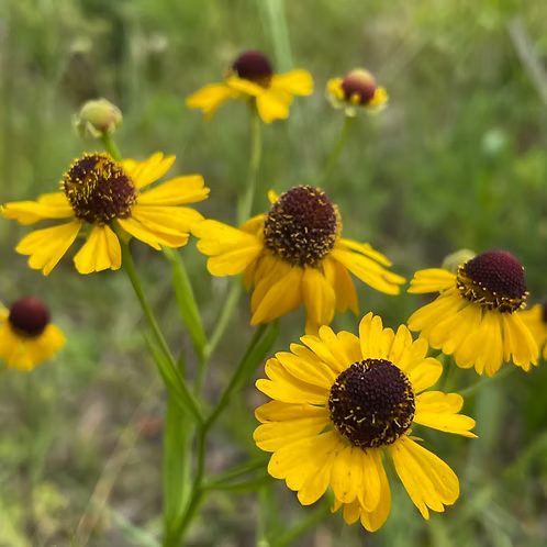 Helenium Flexuosum (Purple-Headed Sneezeweed)