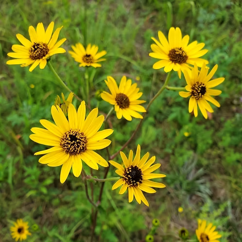 Helianthus Atrorubens (Appalachian Sunflower)