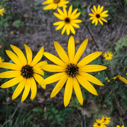 Helianthus Atrorubens (Appalachian Sunflower)