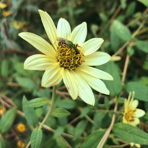 Helianthus Giganteus (Tall Sunflower)