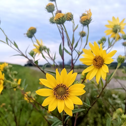 Helianthus Giganteus (Tall Sunflower)