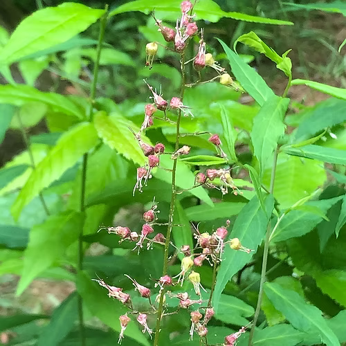 Heuchera Americana (American Alumroot) Seed Packet