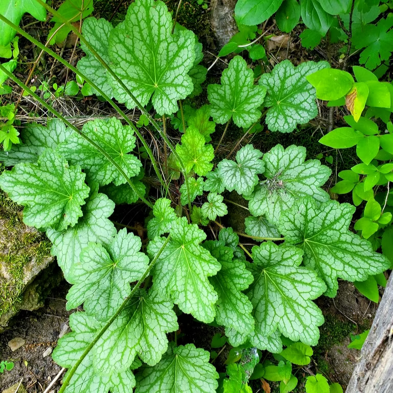 Heuchera Americana (American Alumroot) Seed Packet