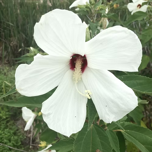 Hibiscus Moscheutos (Swamp Rose Mallow)