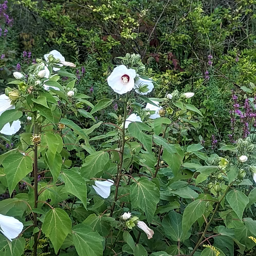 Hibiscus Moscheutos (Swamp Rose Mallow)