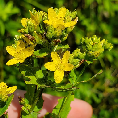 Hypericum Punctatum (Spotted St. John's Wort) Seed Packet