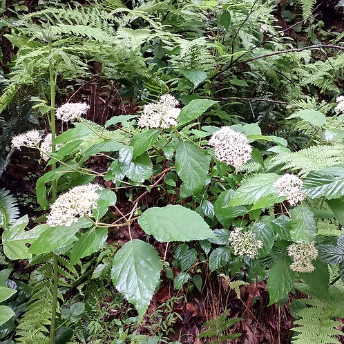 Euonymus Americanus (American Strawberry Bush)