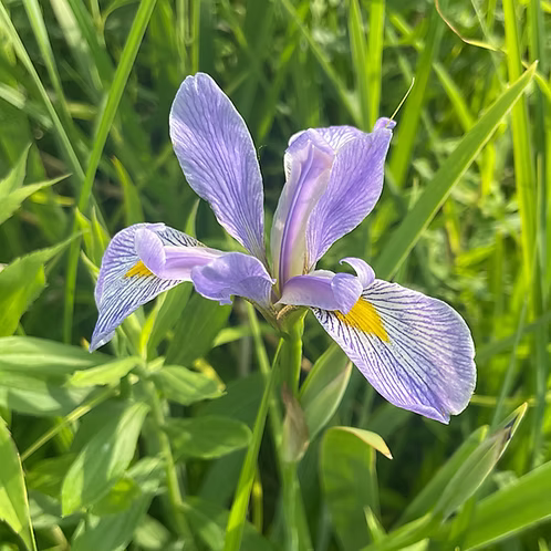 Iris Virginica (Southern Blue Flag Iris)