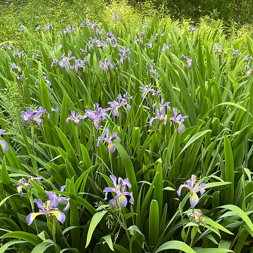 Iris Virginica (Southern Blue Flag Iris)