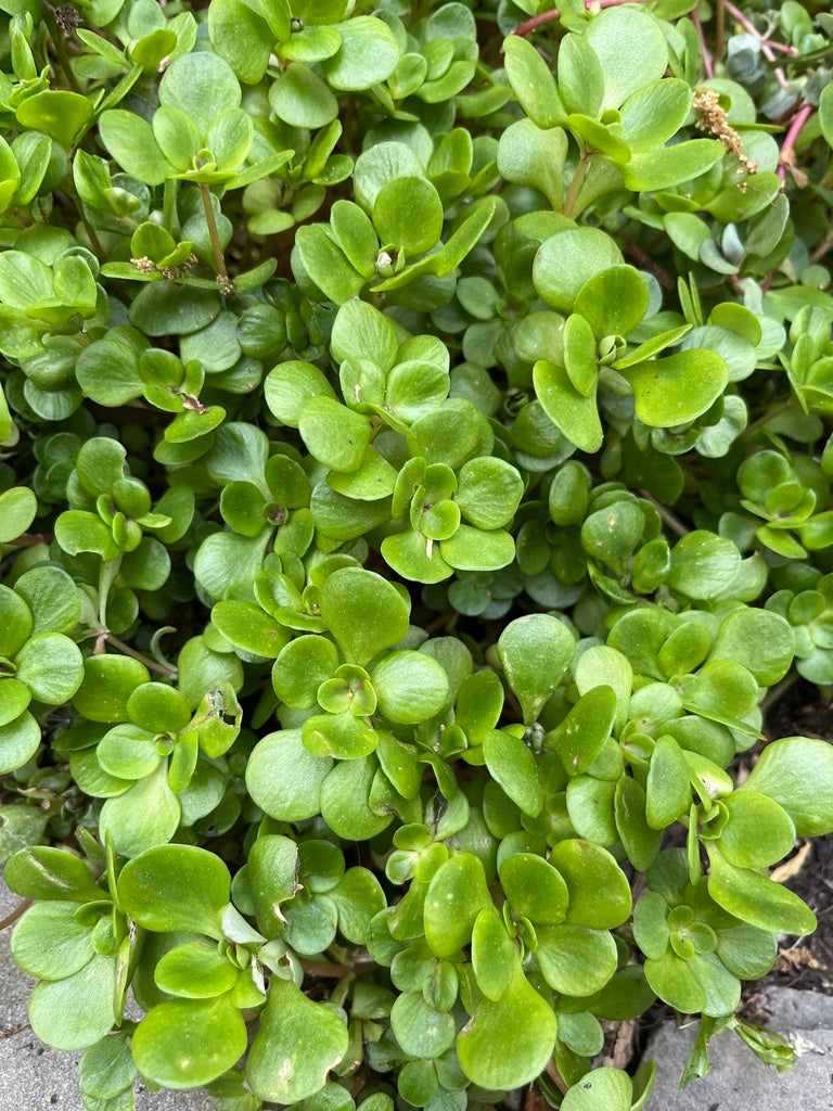 Sedum Ternatum (Woodland Stonecrop)