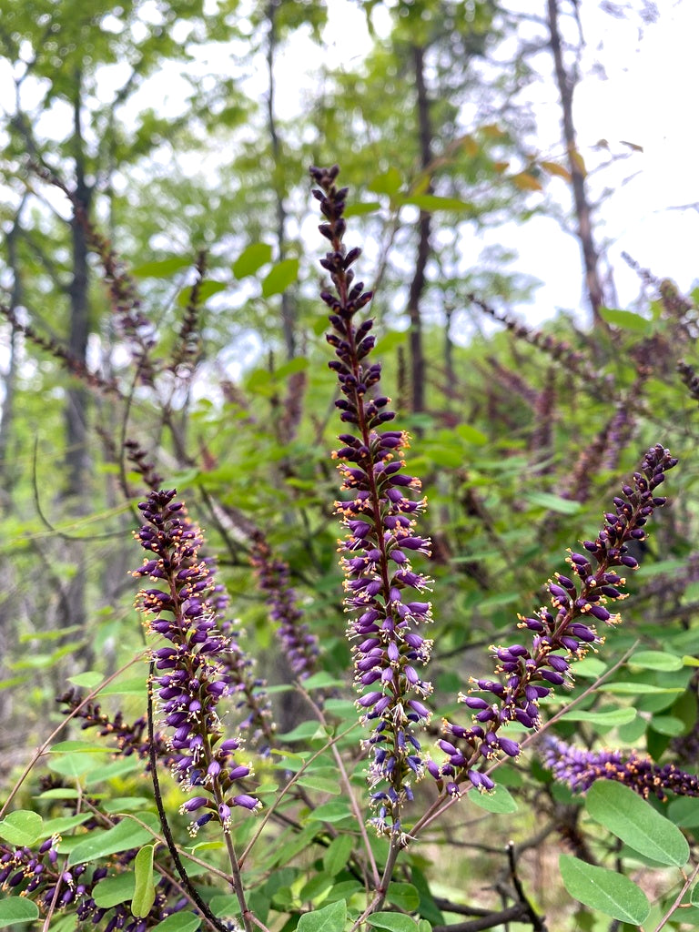 Amorpha Fruticosa (False Indigo Bush)