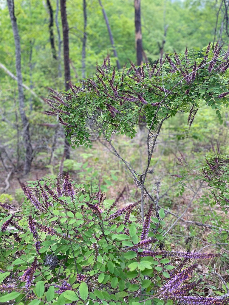 Amorpha Fruticosa (False Indigo Bush)