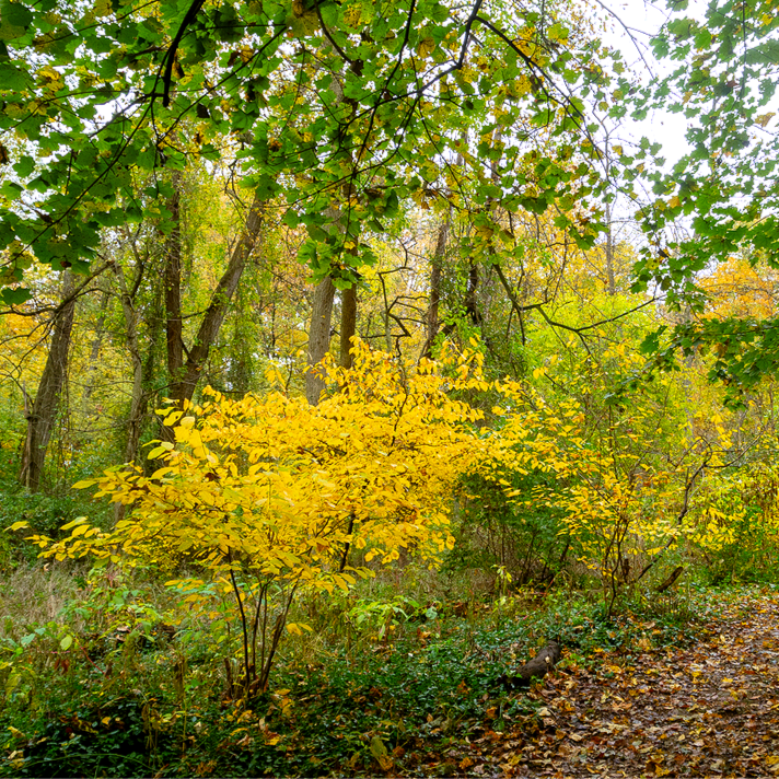 Lindera benzoin (Northern Spicebush)