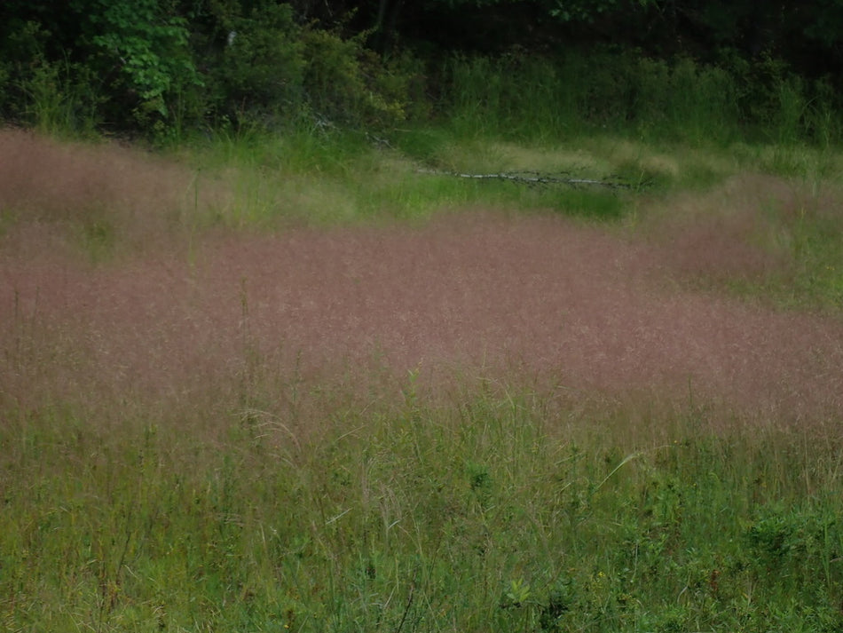 Eragrostis Spectabilis (Purple Lovegrass)