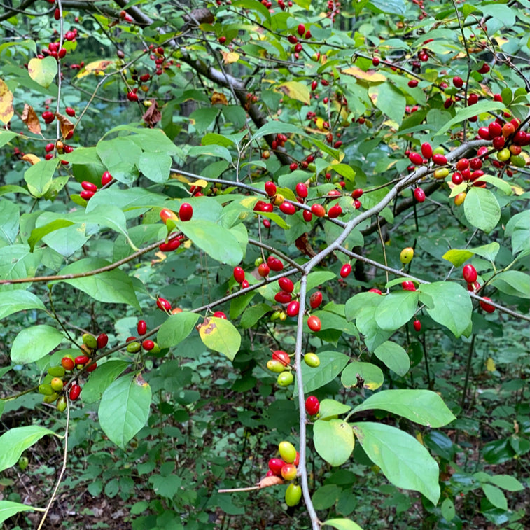 Lindera benzoin (Northern Spicebush)