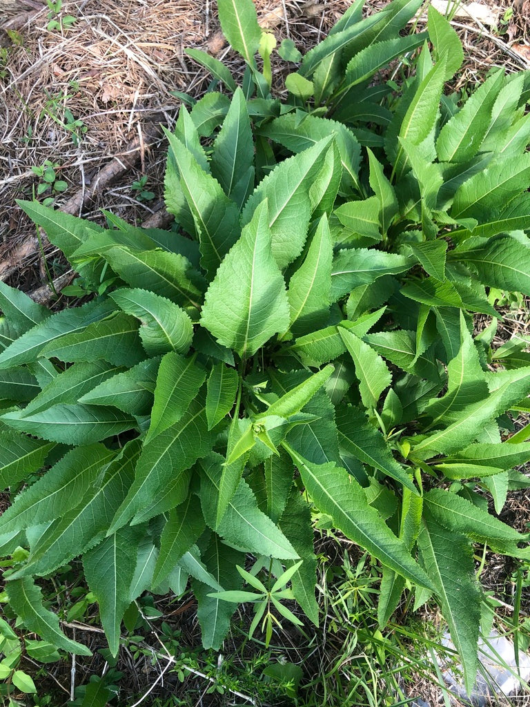 Parthenium Integrifolium (Wild Quinine)