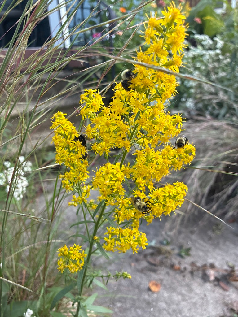 Solidago speciosa (Showy Goldenrod)