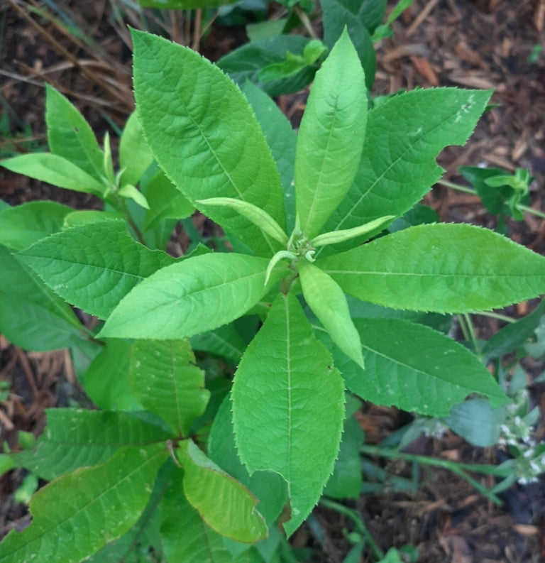 Vernonia Glauca (Upland Ironweed)