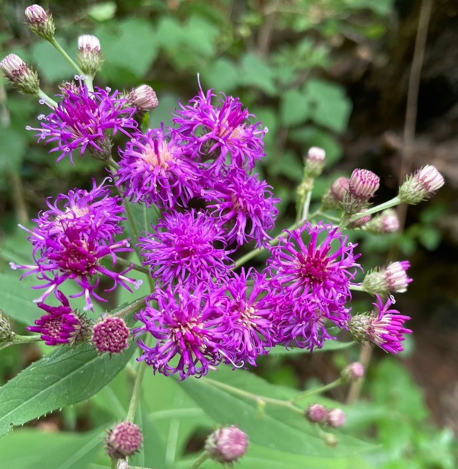 Vernonia Glauca (Upland Ironweed)