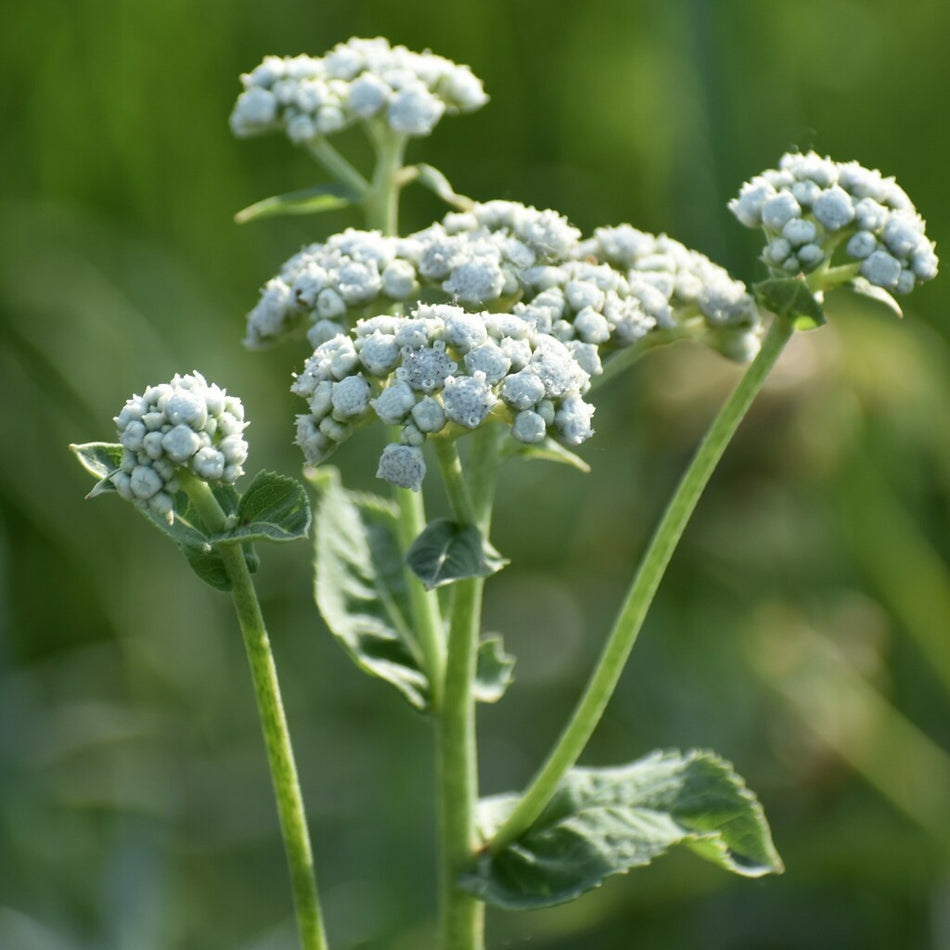 Parthenium Integrifolium (Wild Quinine)