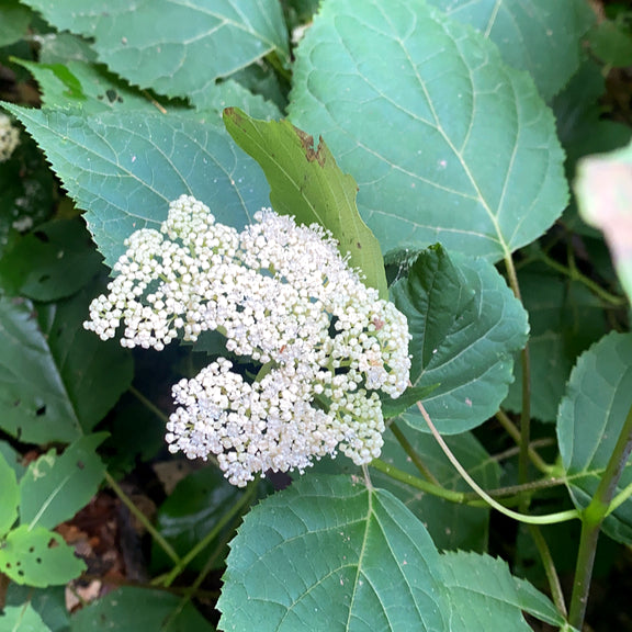 Hydrangea Arborescens (Wild Hydrangea)