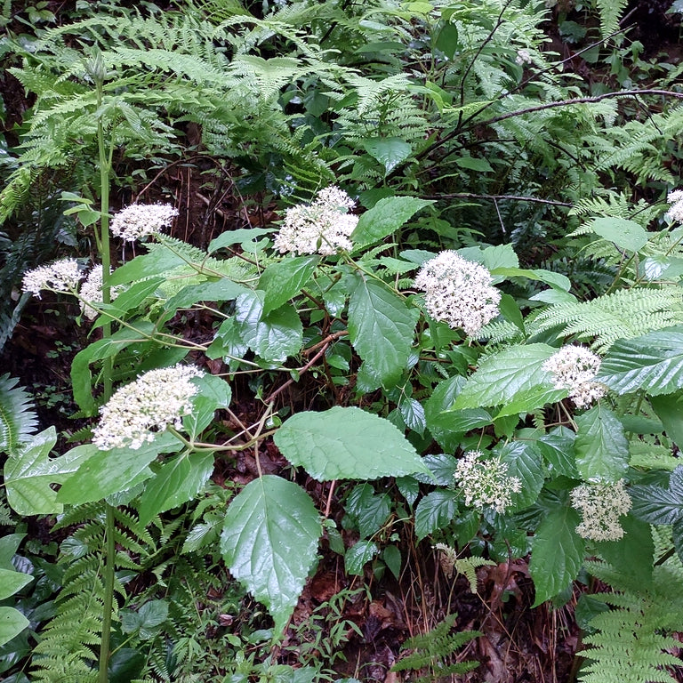 Hydrangea Arborescens (Wild Hydrangea)