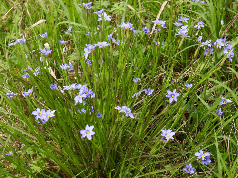 Sisyrinchium Angustifolium (Narrowleaf Blue-Eyed Grass)