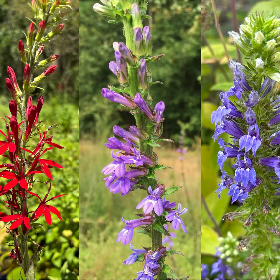 Lobelia Medley Seed Packet