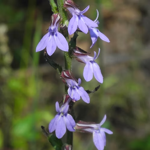 Lobelia Puberula (Downy Lobelia)