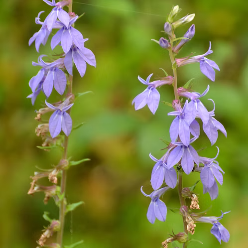 Lobelia Puberula (Downy Lobelia)