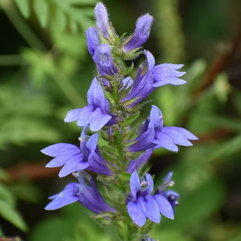 Lobelia Siphilitica (Great Blue Lobelia)