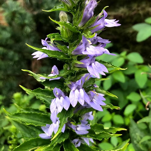 Lobelia Siphilitica (Great Blue Lobelia)