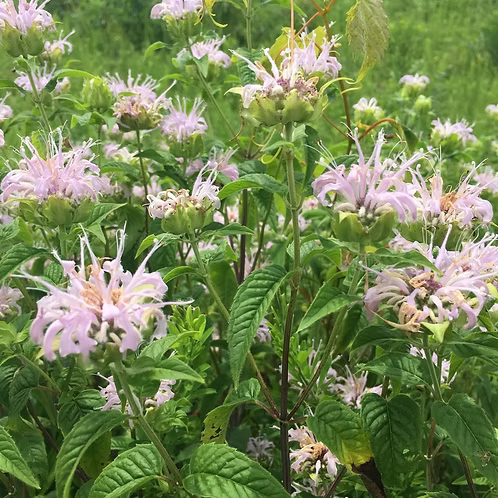 Monarda Fistulosa (Wild Beebalm / Bergamot)