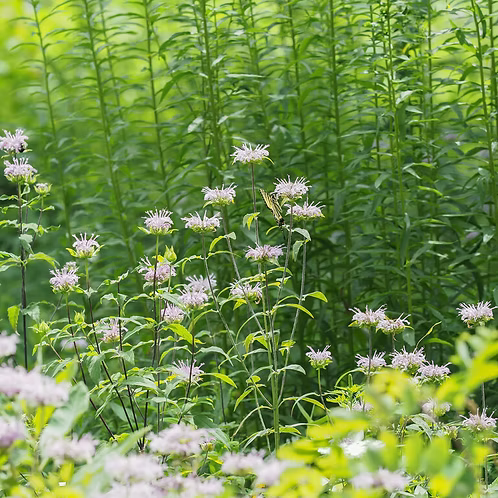 Monarda Fistulosa (Wild Beebalm / Bergamot)