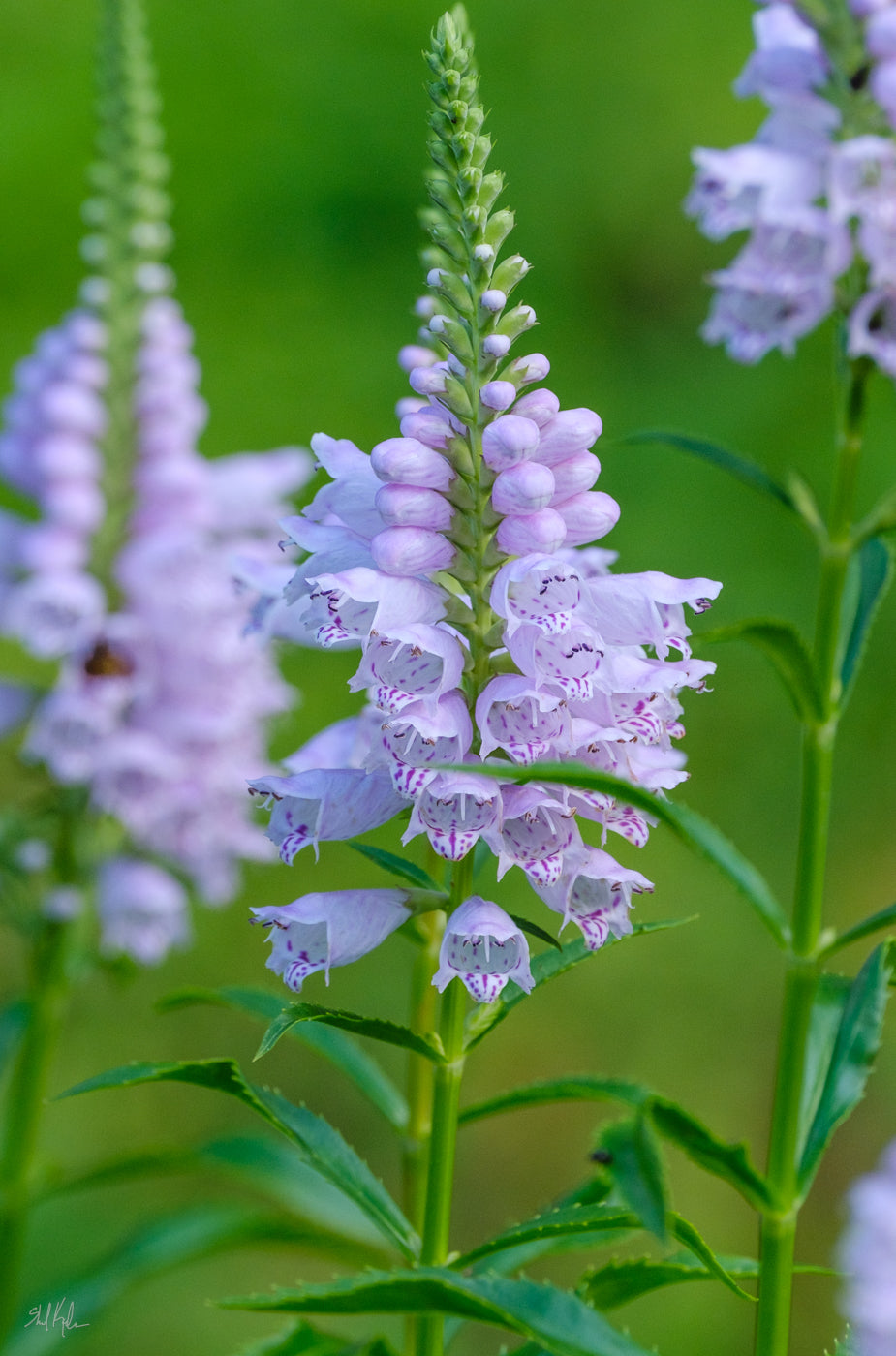 Physostegia virginiana (Obedient plant)