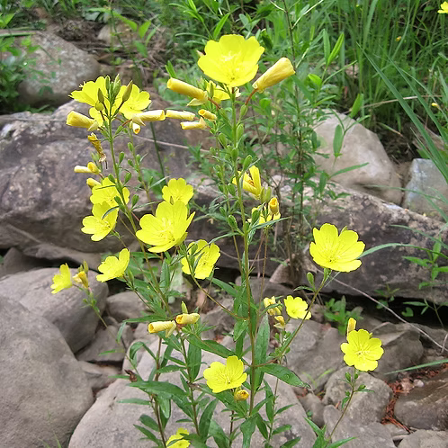 Oenothera Fruticosa (Southern Sundrops)