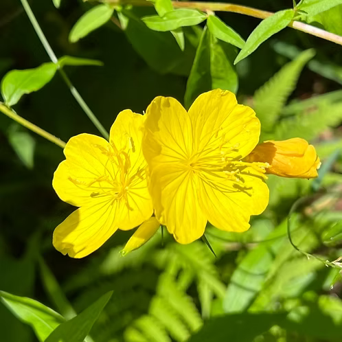 Oenothera Fruticosa (Southern Sundrops)
