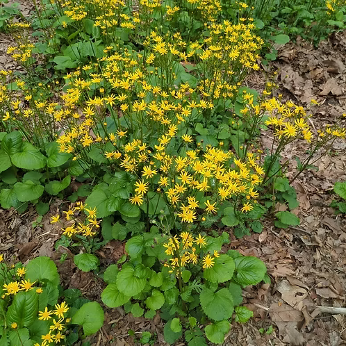 Packera Aurea (Golden Ragwort)